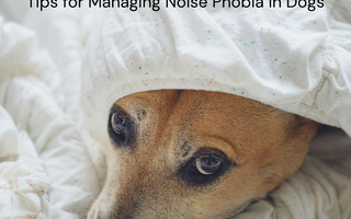 Calming the Storm: Tips for Managing Noise Phobia in Dogs
