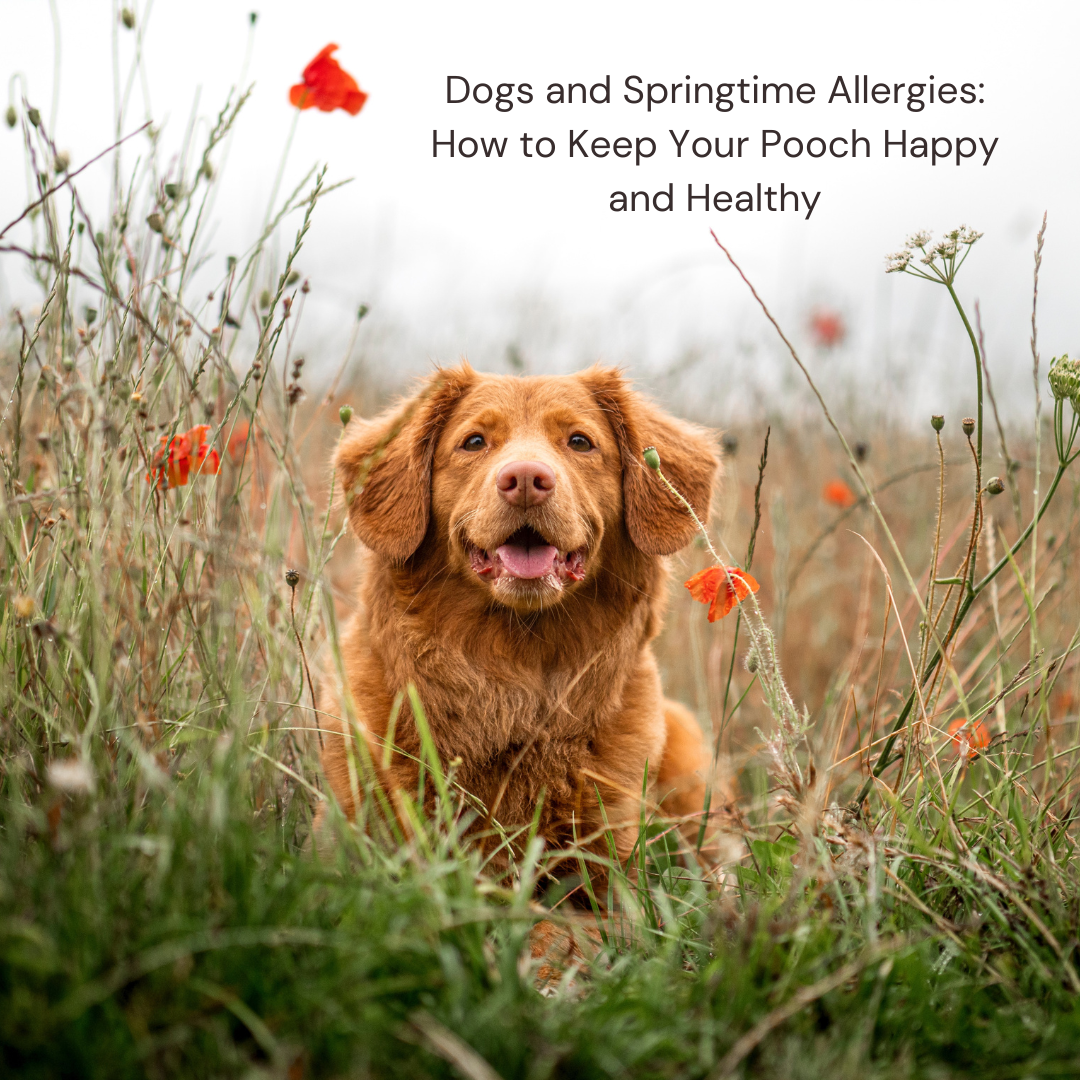 Dogs and Springtime Allergies How to Keep Your Pooch Happy and Health