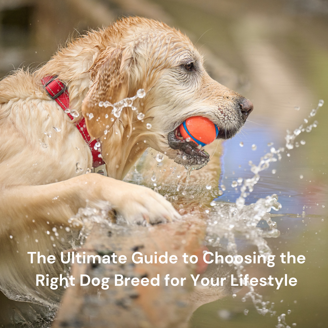 Finding the right breed of dog sales
