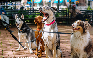 The Importance of Socialisation for Dogs: Tips for a Well-Behaved Pup