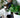Common House Plants That Are Toxic to Dogs in Australia