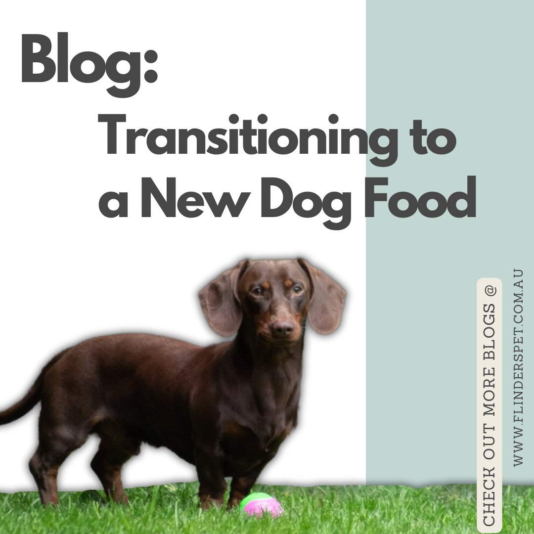 transitioning-to-a-new-dog-food-flinders-pet