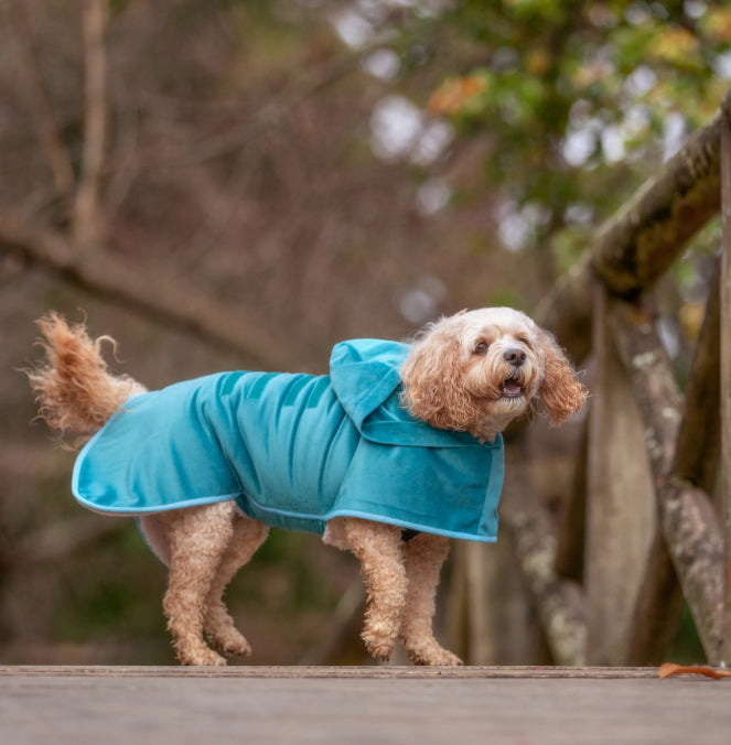 Aqua Snuggle Dog Robe