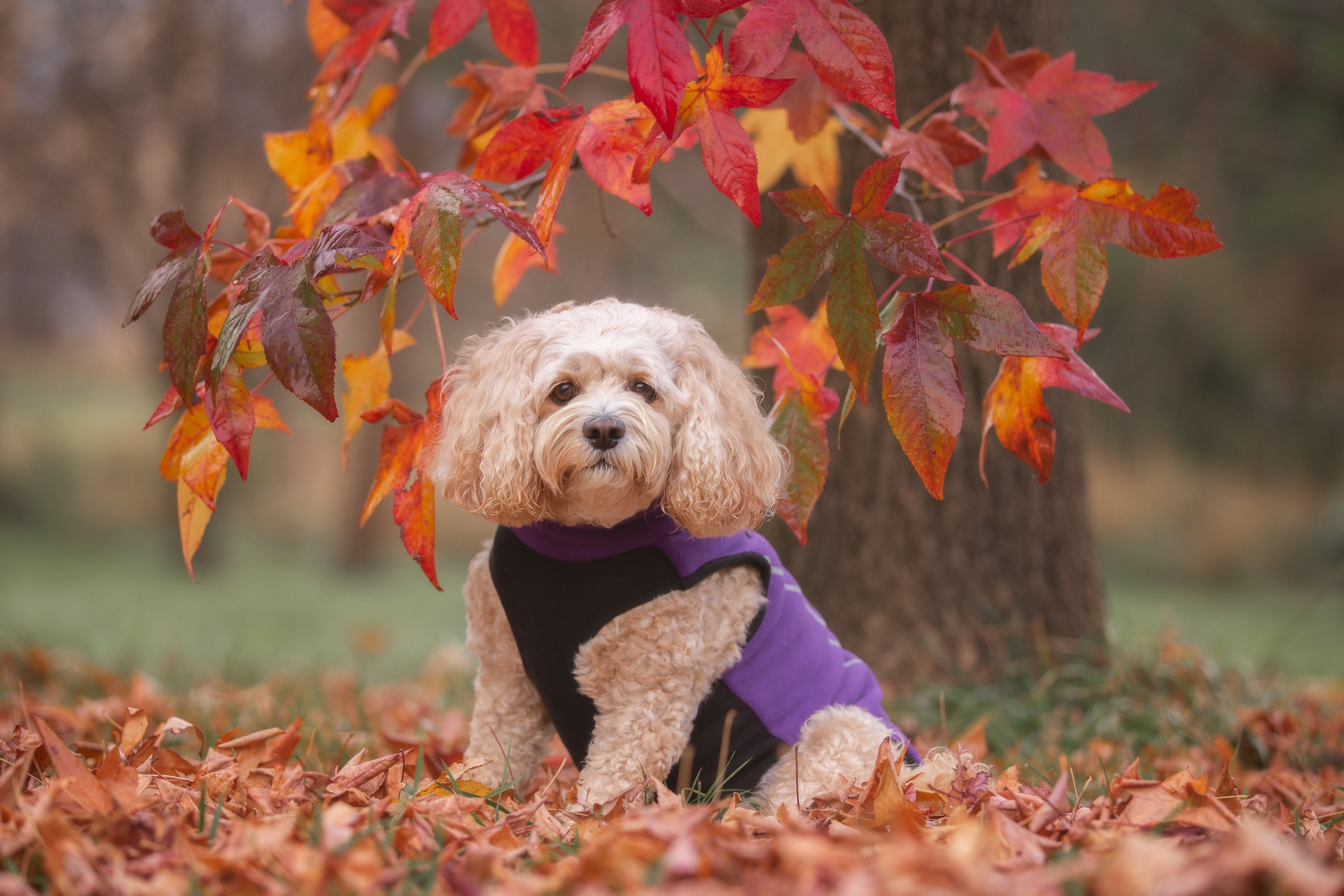 Your Pup - Fleece Dog Coat - Purple (medium weight)