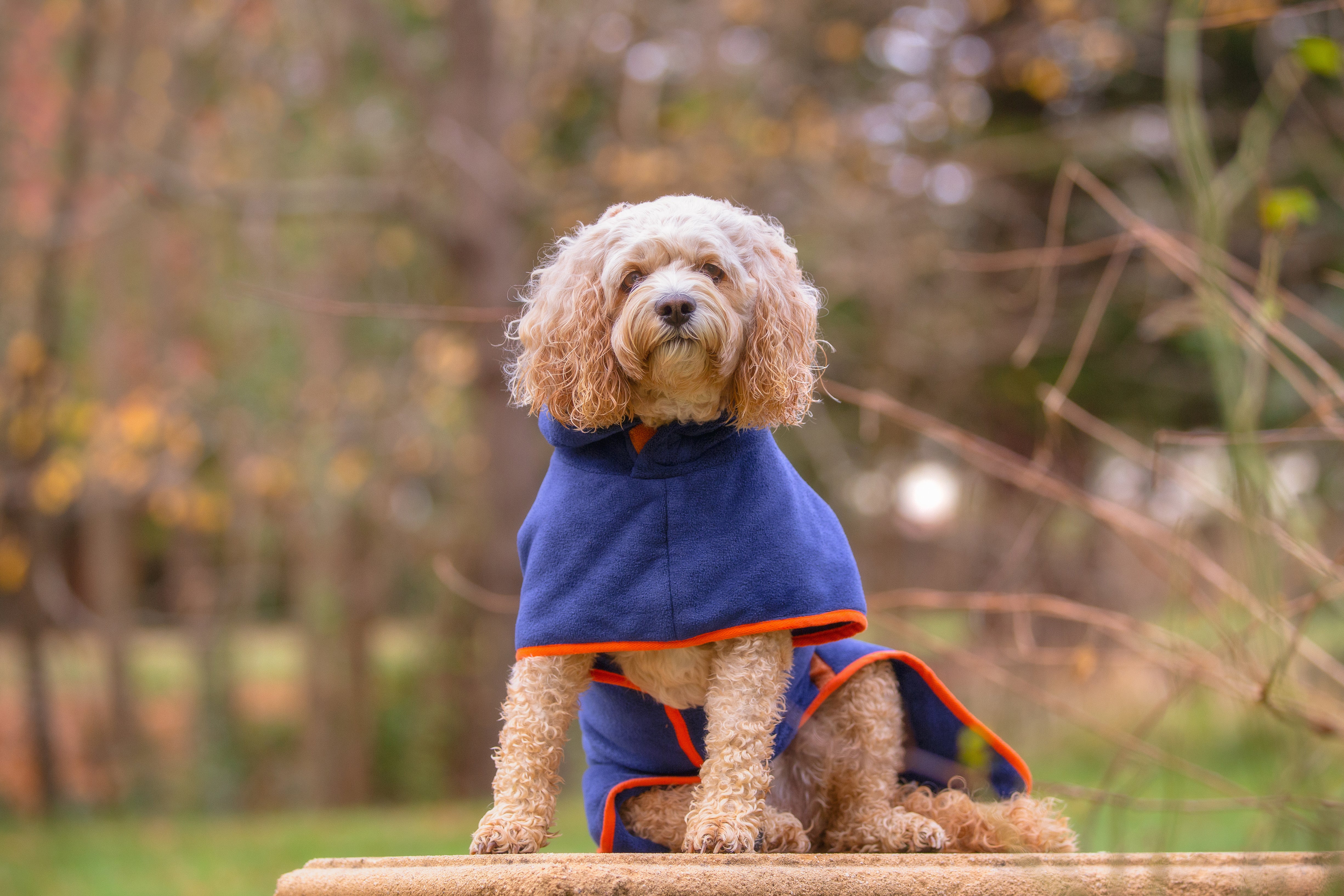 Your Pup - Dog Drying Coat
